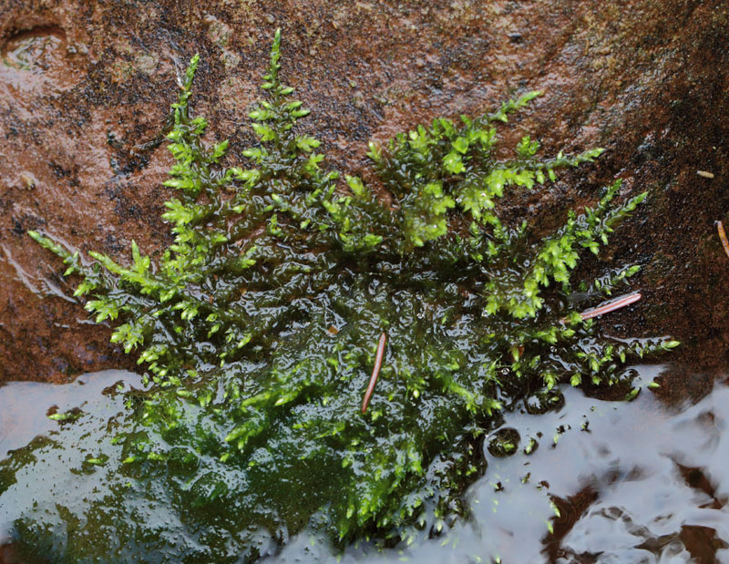 Eurhynchiastrum pulchellum